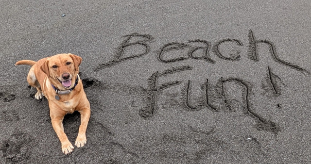 Golden lab is lying on the sandy beach next to the words Beach Fun. She loves, loves the beach. 