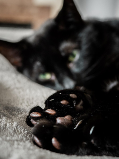 Close-up of a black cat's paw pads, aka 'toe beans'. The dark, smooth pads are in sharp focus in the foreground, while the cat’s face and green eyes are softly blurred in the background.
