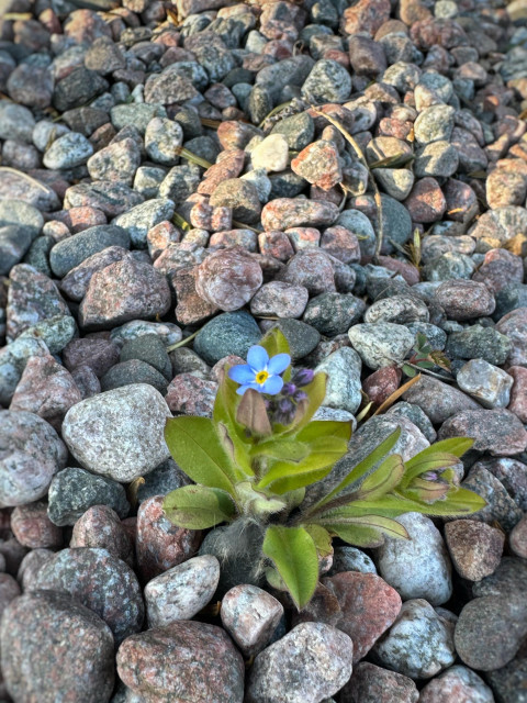En liten förgätmigejplanta som växer ur gruset. Det är en blå lite blomma med gult öga i mitten.