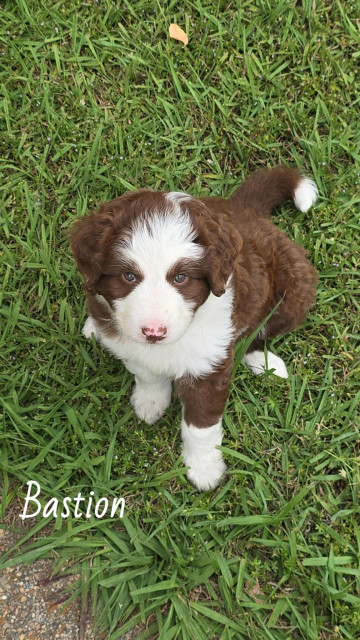 Closeup picture of a brown and white puppy named Bastion or Bash for short. He's a mix between an Australian Shepherd and a Poodle aka an Aussie Doodle