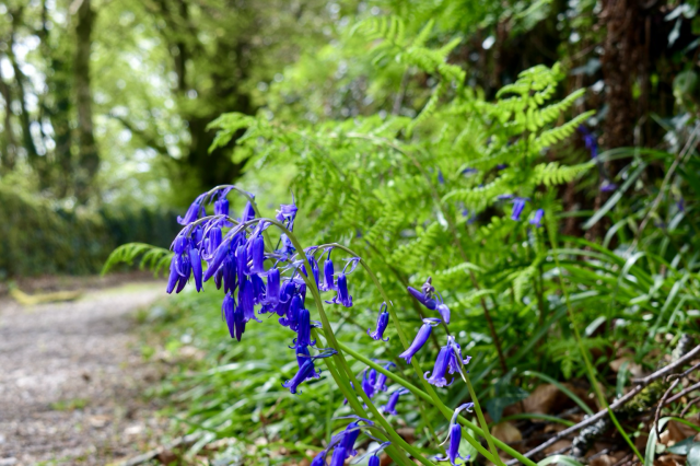 A bluebell and ferns at a low angle along a footpath.
