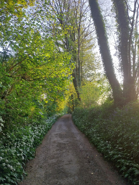 A narrow tree lined Cornish lane flanked by wild garlic and bluebells in the evening sunlight