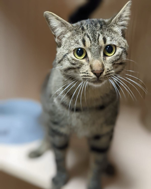 A sleek gray tabby cat with bold dark stripes and bright yellow-green eyes stares curiously at the camera