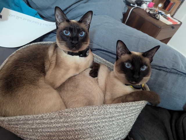 Two young but robust Siamese cats squashed into a rope basket and overflowing it