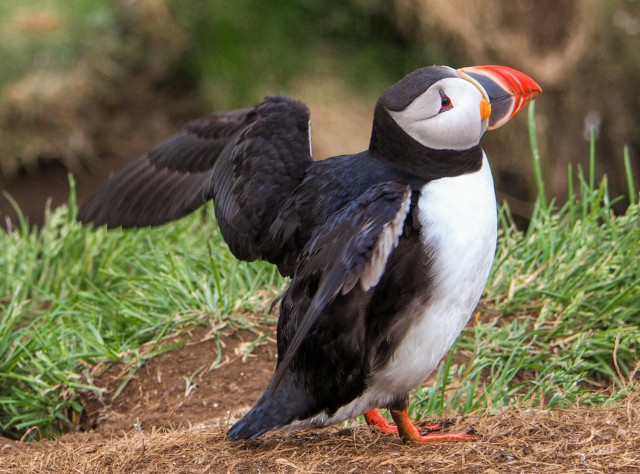 A puffin with its wings stretched out.