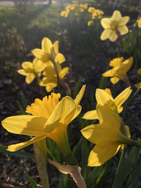 Several cheery yellow daffodils. They're pointed away from us, towards the setting sun that's illuminating them. They're surrounded by darker green and shadows. 