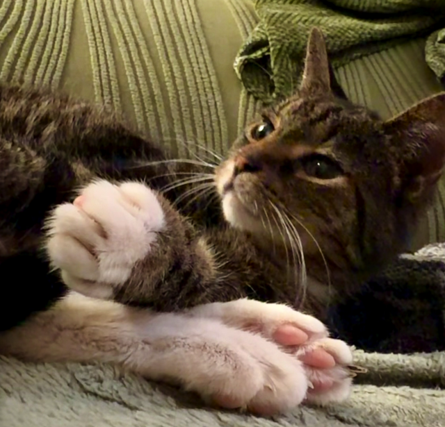 Pica lounges on the couch looking to one side. Her paws are in a pile and her dark eyes are pensive. 