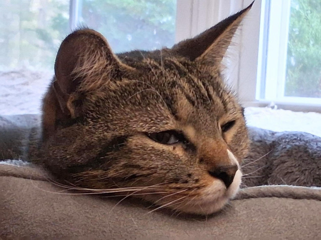 Our 3 year old brown tabby cat with white markings, named Pax, is falling asleep in her grey cat bed by a window.  Her head is resting on the edge of the bed.  Her amber-colored eyes are gently closing.