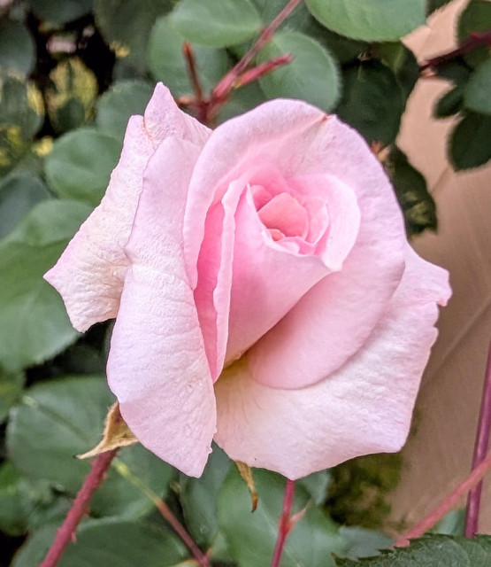 A pink rosebud. 