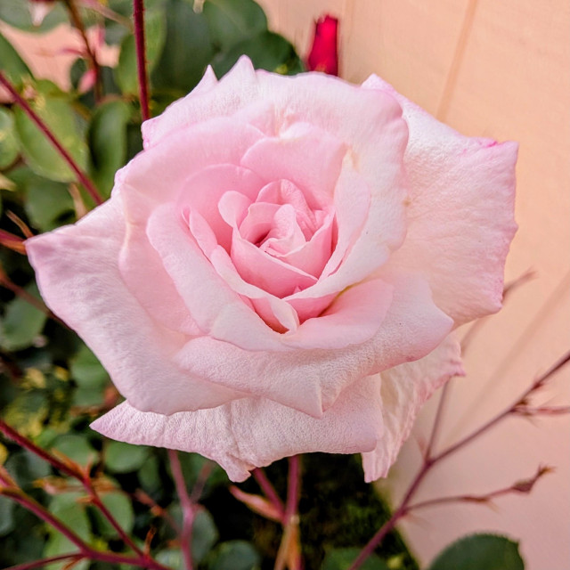 A pink rose blossom.
