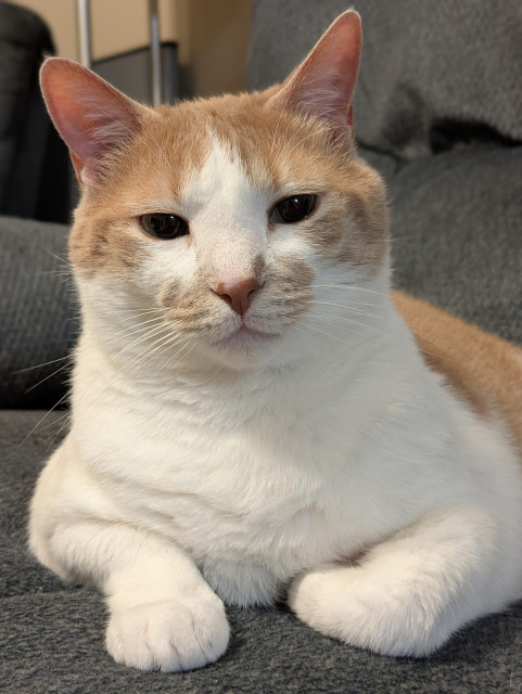 An orange and white cat with slightly squinted eyes. He looks tired and a little annoyed.