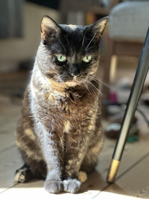 Doris, a tortoiseshell cat, sitting up on a wooden floor, on the edge of a patch of sunlight and next to a table leg