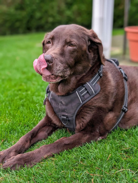 A chocolate lab is lying down on the grass and licking his nose.