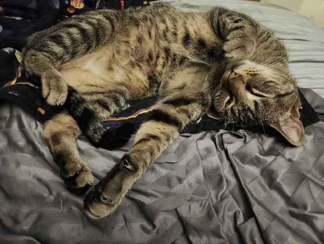 A very sleepy and dignity-free Donut, head upside down and leggies everywhere. So much spotty kitten belly! 