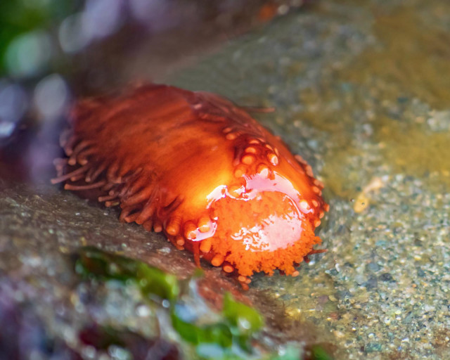 A bright orange, shiny wet "thing" like a flattish lump with warts on top,  projecting tubes or tentacles at the sides, a mass of leafy stuff in front.  It's the front end of an Orange Sea Cucumber, Cucumaria miniata, projecting out from beneath a rock in the low intertidal zone. The projections at the sides are the tube feet. In front are the extremely branched tentacles around the mouth, at the moment semi-retracted.  The rest of the animal is a paler, soft-looking, almost shapeless blob.