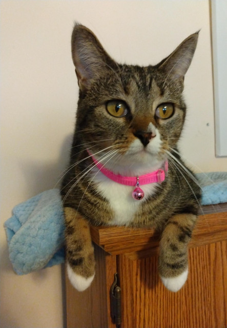 Long white whiskers flow gracefully down from the face of Pax, our brown tabby cat with white markings.  Her beautiful amber-colored eyes are looking ahead as she lies on a blue towel on a desk cabinet.  Two little white mittens on striped forelegs hand down over the edge of the cabinet.
