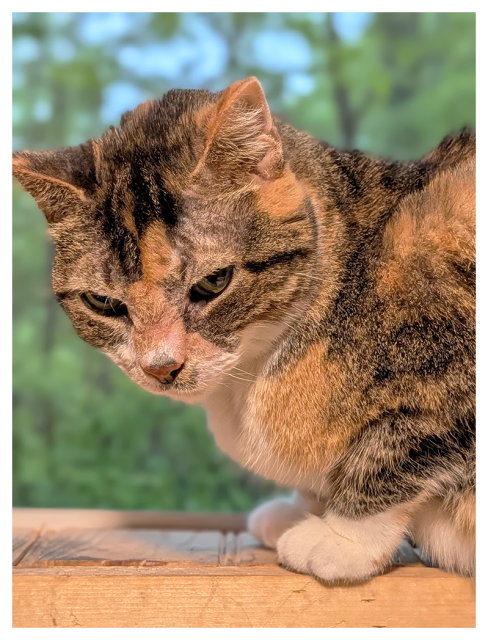 close-up of a calico cat with green eyes and white markings crouched low on a wooden windowsill and looking down and left. the background is green forest of out focus.