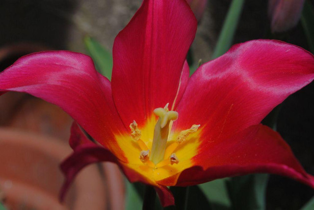 closeup of a fully open pink tulip flower seen from above bright sunlight, behind it part of a brown bucket, grey wall, and some green leaves. The petals are shimmering in the sunlight and the bright yellow insides of the flower are visible. Variety is again "Queen Rania"