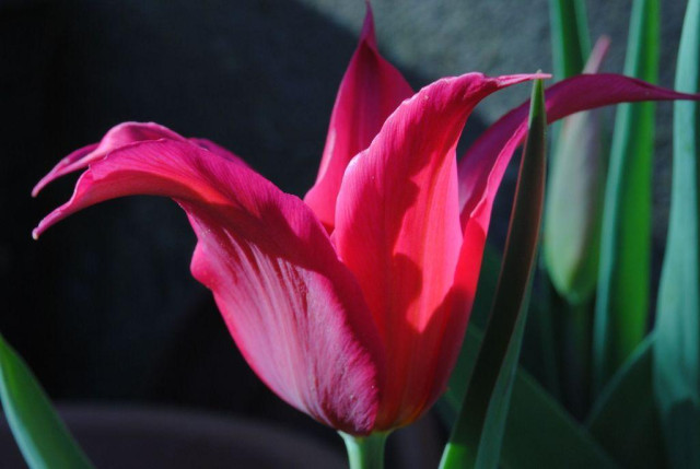 closeup of a pink tulip flower seen in profile in raking evening sun making interesting shadows on its petals, behind it a grey wall partially in dark shadow setting off the brightly lit pink of the tulip, and green leaves. here it becomes especially clear how pointy the petals of this tulip variety are