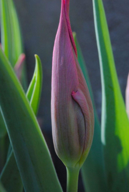closeup of a still closed pointy pink tulip flower in blueish morning sun, seen in profile, against a background of grey wall and very upright green tulip leaves. the pointy top of the tulip bud is cropped off