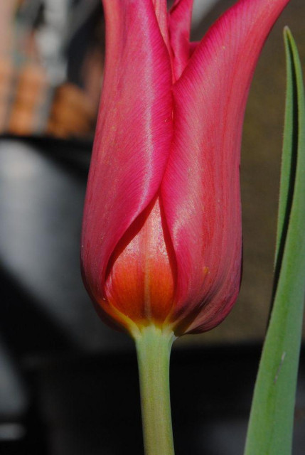 even closer closeup of one of these very slender and very pink tulip flowers, here seen in profile, and focusing on the color gradations where it connects to the stem and has some more orange and yellow hues, while cropping out the top