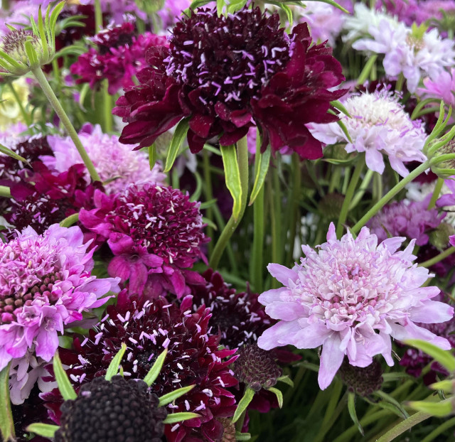 Pincushion flowers in a deep dark purple, a pastel purple and a vibrant pink. 