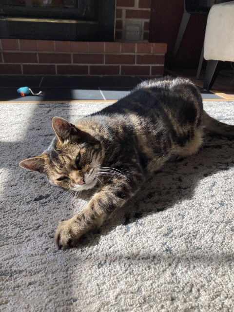 Tabby cat lounges on his side on a pale grey rug in the sunshine. One front paw is stretched out in front of him as he gazes at the camera. There's a turquoise toy mouse in the background, in front of a brick hearth. 