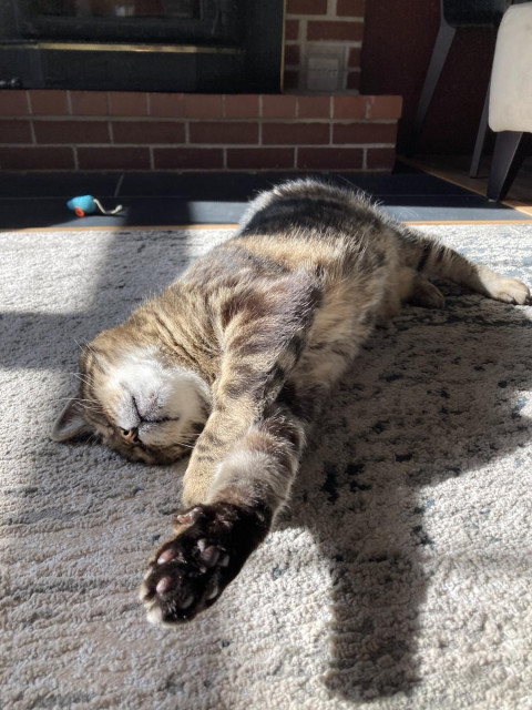 Tabby cat lounges on his side on a pale grey rug in the sunshine. Both front paws are stretched out in the air front of him as he presses his head into the floor, showing his white chin and throat . There's a turquoise toy mouse in the background, in front of a brick hearth. 