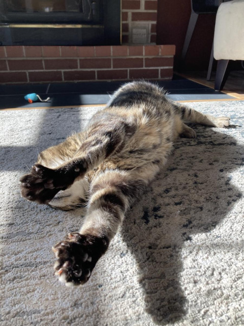 Tabby cat lounges on his side on a pale grey rug in the sunshine. Both front paws are stretched out in the air front of him in a biiig stretch, partially obscuring the view of his head. There's a turquoise toy mouse in the background, in front of a brick hearth. 