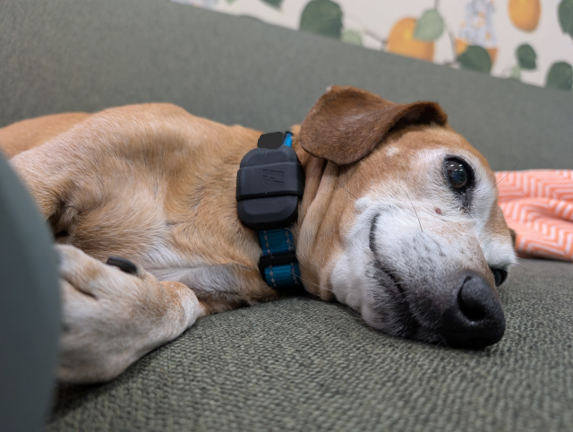 closeup of a dachshund-mix lying relaxed on a green couch. He's on his side. 