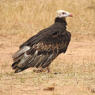Photo of a vulture standing on dry grass