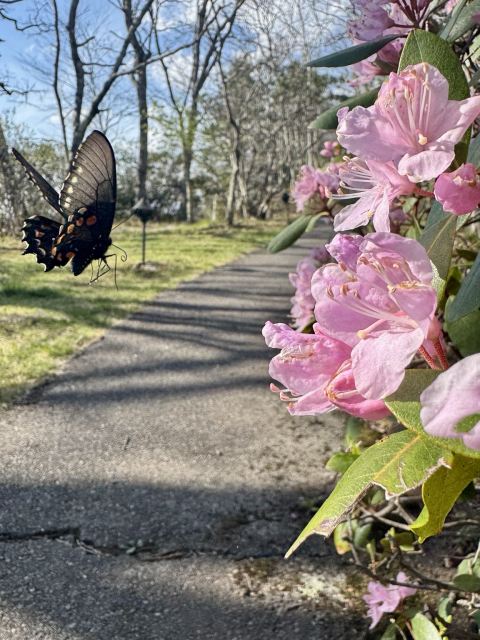 A butterfly (black swallowtail, I believe) flutters toward bright light-pink mountain azaleas in the Appalachians. Its black translucent wings are bejeweled with white, bright orange, and blue dots. 