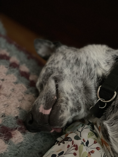 Blue heeler pup os napping on an afghan, his mouth curled up into a smile