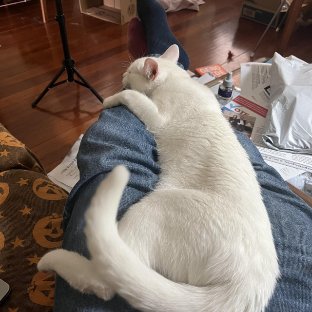 a long white cat lies between a man's horizontal legs, resting her paw and head on his leg