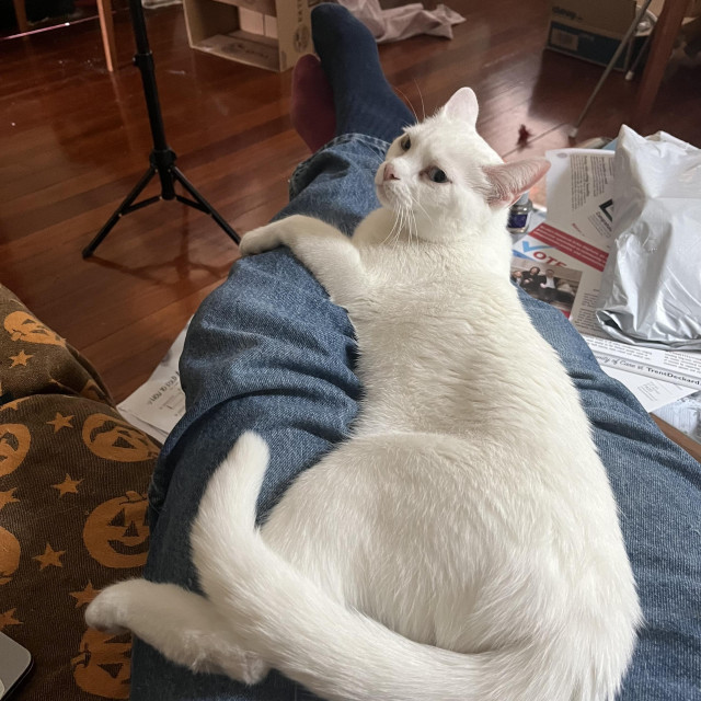 a long white cat lies between a man's horizontal legs, looking back at us with her cute face