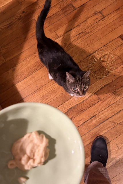 what I see while holding Pica‘s medicine mixed with cat treats on a small blue plate Pica looks up to you from the floor below with imploring if somewhat impatient eyes