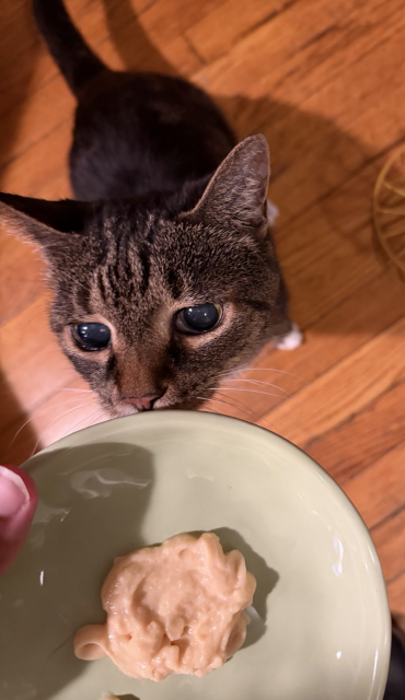 bringing the plate closer to Pica who has big dark eyes and looks very interested in the cat treat. She is a small brown, striped tabby cat.