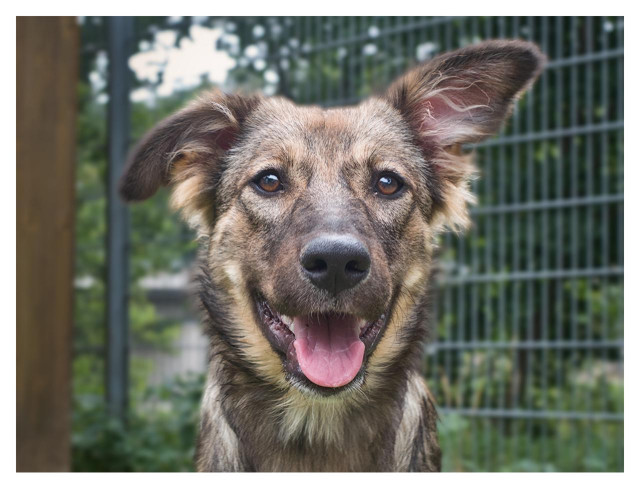 A close-up portrait of a happy, medium-sized dog looking directly at the camera. The dog has a brindle coat with a mix of brown, tan, and darker stripes, especially visible on its face and body. Its mouth is wide open in a friendly smile, showing its teeth and a big pink tongue hanging out. The dog looks very photogenic, has warm brown eyes, a black nose, and large, expressive ears — the right ear is perked up and slightly turned outward, while the left ear is more relaxed. The background is softly blurred, showing green foliage and a dark metal wire fence behind the dog. On the far left, part of a wooden post is visible. The lighting appears to be natural daylight, giving the photo a bright and friendly feel.
