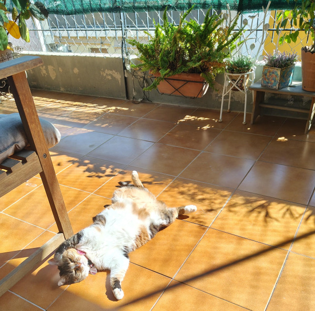 My calico cat Carrie laying flat on her back against the balcony tiles both her front and back paws extended to their limit as she is having a lazy look on her face while the sunlight is directly hitting her lower belly. Several potted plants are also visible in the background.