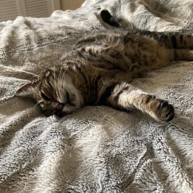 Tabby cat flopped on his side on a rumpled light grey faux fur comforter. One cheek is pressed into the bed, his bottom front leg is stretched at a 90-degree angle from his body, his top paw is tucked into h is chest, and his tail is also at a 90-degree angle pointing on the opposite direction as his front paw. His facial expression says he's very comfy.