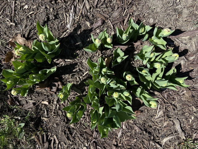 Looking straight down at a bunch of tulips. The flowers haven't opened yet but they're forming very promising looking buds. 