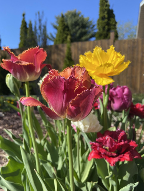 A variety of frilly petalled tulips, orange-red, yellow, and magenta, on a sunny day with blue sky. 