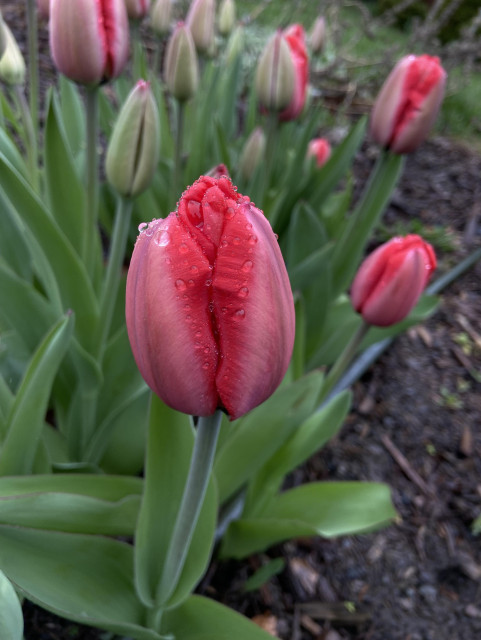A cluster of tulips, not fully open yet but close enough to reveal that they’ll be bright red. They’re covered in rain drops.
