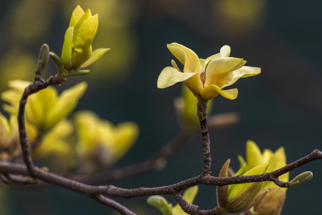Photograph of an open yellow magnolia flower attached to a branch via a vertical stem with out of focus magnolia flower buds, branches, and indistinct dark grays in the background. The view is from the side, and the flower faces upward obscuring the anterior petals and revealing a small portion of the central reproductive cone. This variety of magnolia has 7-9 pink petals/sepals that radiate from and form a loose cup around cone-shaped reproductive structures made up a large number of stamens below a cone of pistils. This species has yellow petals/sepals, brown and yellow anthers and bright green pistils. Magnolia flowers bloom in early spring before the tree begins producing leaves.