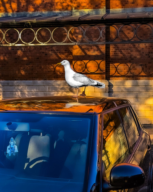 A large white and grey gull is perched on a dark, reflective car roof at sunset. The background features a brick wall with an ornate iron railing, illuminated by warm, low-angled light.