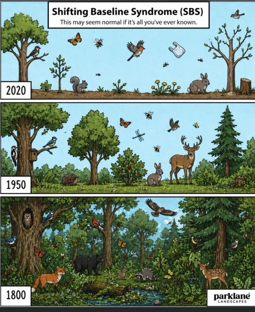 A picture divided in three. The title reads:
"Shifting Baseline Syndrome (SBS)
This may seem normal if it's all you've ever known."

under it the top picture shows two trees, some bushes, some small animals and bugs and also a plastic sac. It states '2020'

The middle picture shows more green, mare trees and a deer, next to the smaller animals of the previous picture. It states '1950'.

The bottom picture shows a forrest, with a lot of wildlife and no signs of human interference. it states '1800'