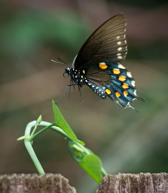 Color photo of a black butterfly with blue, orange, and white spots hovering above a pipevine tendril. 