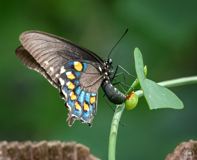 Color photo of a black butterfly with blue, orange, and white spots  clinging to a pipevine leaf stem and depositing orange eggs on it. 