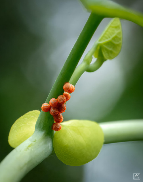 Color macro photo of a clutch of orange eggs freshly deposited by a pipevine swallowtail at the base of a pipevine leaf stem.