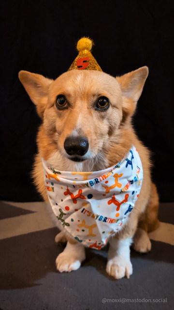 Moxxi the corgi is sporting her birthday outfit: a white bandana with balloon poodles of various colors. The bandana reads "it's my birthday". She's also wearing a gold party hat with a red number 5.